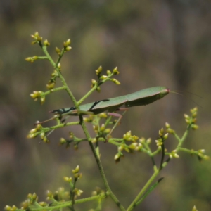 Orthodera ministralis at QPRC LGA - 12 Jan 2024