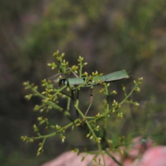 Orthodera ministralis at QPRC LGA - 12 Jan 2024 02:26 PM