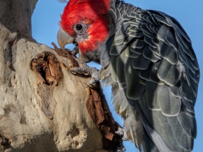 Callocephalon fimbriatum (Gang-gang Cockatoo) at Mount Majura - 11 Jan 2024 by trevsci