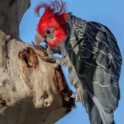 Callocephalon fimbriatum (Gang-gang Cockatoo) at Mount Majura - 12 Jan 2024 by trevsci