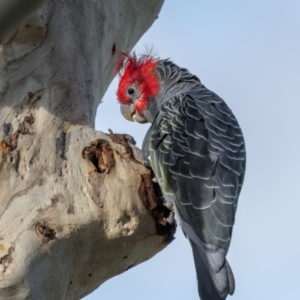 Callocephalon fimbriatum at Mount Majura - 12 Jan 2024