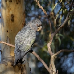 Callocephalon fimbriatum at Mount Majura - 12 Jan 2024