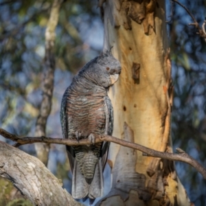 Callocephalon fimbriatum at Mount Majura - 12 Jan 2024