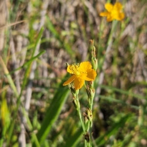 Hypericum gramineum at The Pinnacle - 11 Jan 2024