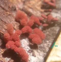 Arcyria sp. (genus) (A slime mould) at Cooma, NSW - 12 Jan 2024 by mahargiani