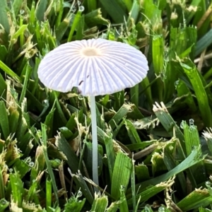 Parasola sp. (genus) at QPRC LGA - suppressed