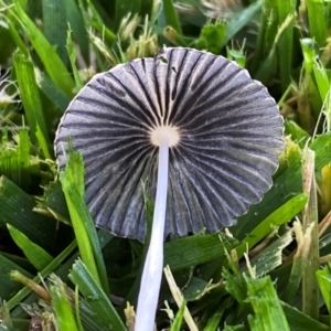 Parasola sp. (genus) at QPRC LGA - suppressed