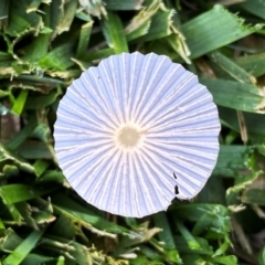 Parasola sp. (genus) at QPRC LGA - suppressed