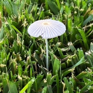 Parasola sp. (genus) at QPRC LGA - suppressed