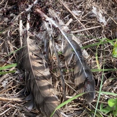 Unidentified Bird at Molonglo River Reserve - 11 Jan 2024 by SteveBorkowskis