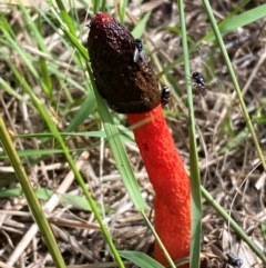 Phallus rubicundus (Phallus rubicundus) at Whitlam, ACT - 11 Jan 2024 by SteveBorkowskis