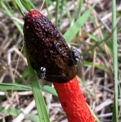 Phallus rubicundus at Kama - 12 Jan 2024 09:47 AM