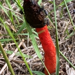 Phallus rubicundus at Kama - 12 Jan 2024