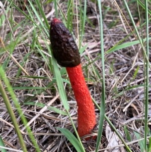 Phallus rubicundus at Kama - 12 Jan 2024