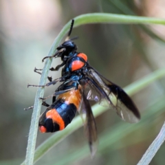 Pterygophorus cinctus (Bottlebrush sawfly) at Braddon, ACT - 12 Jan 2024 by Hejor1