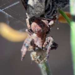 Stephanopis sp. (genus) at City Renewal Authority Area - 12 Jan 2024