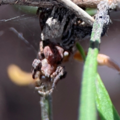 Stephanopis sp. (genus) at City Renewal Authority Area - 12 Jan 2024