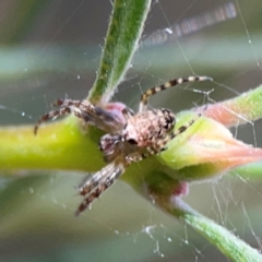 Araneus hamiltoni (Hamilton's Orb Weaver) at City Renewal Authority Area - 12 Jan 2024 by Hejor1