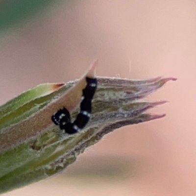 Pholodes sinistraria (Sinister or Frilled Bark Moth) at Braddon, ACT - 12 Jan 2024 by Hejor1