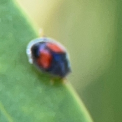 Diomus notescens (Little two-spotted ladybird) at Braddon, ACT - 12 Jan 2024 by Hejor1