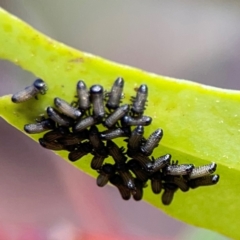 Paropsisterna cloelia (Eucalyptus variegated beetle) at Braddon, ACT - 12 Jan 2024 by Hejor1