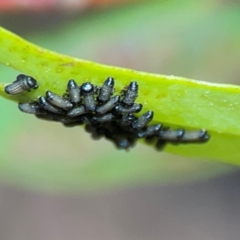 Paropsisterna cloelia at City Renewal Authority Area - 12 Jan 2024