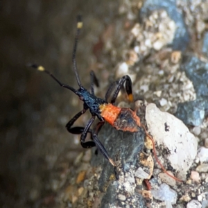 Coreidae (family) at City Renewal Authority Area - 12 Jan 2024