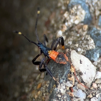 Coreidae (family) (Coreid plant bug) at City Renewal Authority Area - 12 Jan 2024 by Hejor1