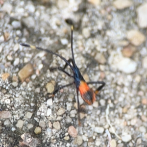 Coreidae (family) at City Renewal Authority Area - 12 Jan 2024