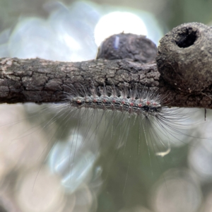 Anestia (genus) at City Renewal Authority Area - 12 Jan 2024