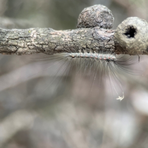 Anestia (genus) at City Renewal Authority Area - 12 Jan 2024