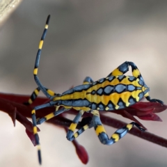 Amorbus alternatus (Eucalyptus Tip Bug) at Braddon, ACT - 12 Jan 2024 by Hejor1