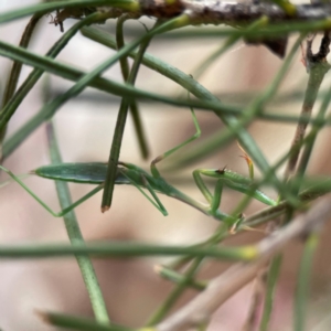 Pseudomantis albofimbriata at City Renewal Authority Area - 12 Jan 2024 03:04 PM