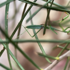 Pseudomantis albofimbriata at City Renewal Authority Area - 12 Jan 2024 03:04 PM