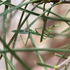 Pseudomantis albofimbriata at City Renewal Authority Area - 12 Jan 2024 03:04 PM