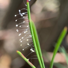 Neuroptera (order) at City Renewal Authority Area - 12 Jan 2024 03:07 PM