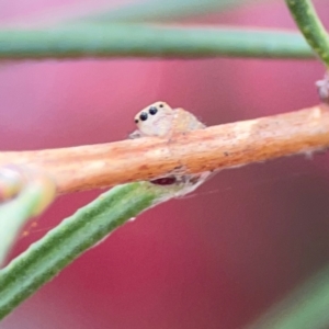 Opisthoncus sp. (genus) at City Renewal Authority Area - 12 Jan 2024 03:10 PM