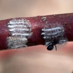 Eurymelinae (subfamily) (Unidentified eurymeline leafhopper) at Braddon, ACT - 12 Jan 2024 by Hejor1