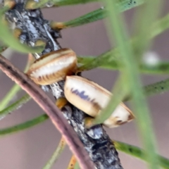 Ellipsidion australe at Braddon, ACT - 12 Jan 2024 by Hejor1