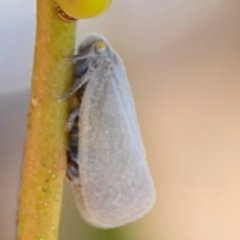 Anzora unicolor (Grey Planthopper) at Braddon, ACT - 12 Jan 2024 by Hejor1