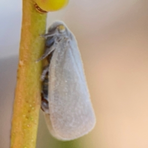 Anzora unicolor at City Renewal Authority Area - 12 Jan 2024