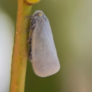 Anzora unicolor at City Renewal Authority Area - 12 Jan 2024