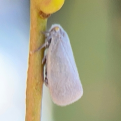 Anzora unicolor at City Renewal Authority Area - 12 Jan 2024 03:20 PM