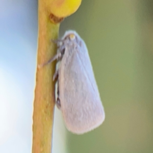 Anzora unicolor at City Renewal Authority Area - 12 Jan 2024 03:20 PM