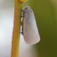 Anzora unicolor at City Renewal Authority Area - 12 Jan 2024