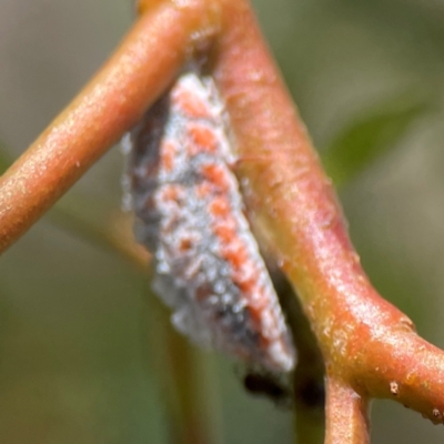 Monophlebulus sp. (genus) (Giant Snowball Mealybug) at Braddon, ACT - 12 Jan 2024 by Hejor1