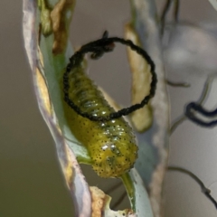 Oxyops sp. (genus) at City Renewal Authority Area - 12 Jan 2024