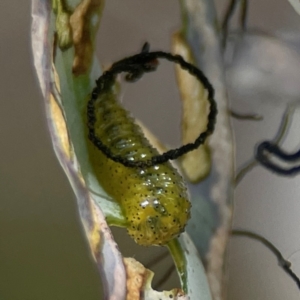 Oxyops sp. (genus) at City Renewal Authority Area - 12 Jan 2024 03:30 PM