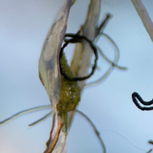 Oxyops sp. (genus) at City Renewal Authority Area - 12 Jan 2024