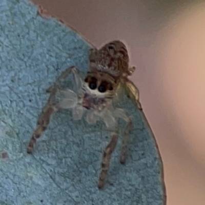 Opisthoncus sp. (genus) (Unidentified Opisthoncus jumping spider) at Braddon, ACT - 12 Jan 2024 by Hejor1